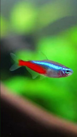 Fresh decor ideas to refresh your tank today with simple materials