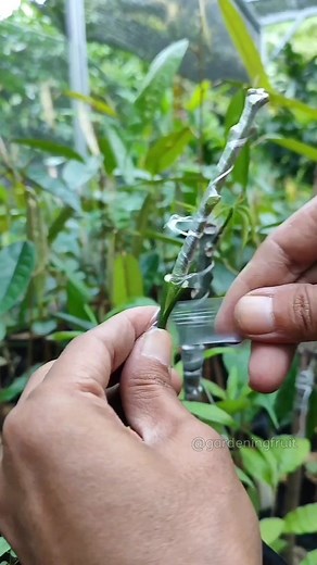 Mango grafting and tree care EP197 #reels #graftingtechniques #innesto | GardeningFruit