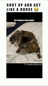 This made my day 😂😂 ❤ Double tap ❤ - Follow us kittieszonee for more😻 . Credit: unknown Please note: We do not own this content, all rights are reserved & belong to the perspective creators. If credited to unknown (meaning we couldn't find the owner), kindly Dm us or comment and we will credit the creator shortly after. Thanks for your support and love❤. . . . . #cat #cats #catsofinstagram #usacat #catstagram #catlover #catlife #catsusa #catlovers #kitten #instacat #kitty #pet #americancat #u