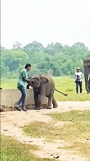 Cute Baby Elephant Tries to Play with Human 🐘 | Heartwarming Moment | #shots #elephant