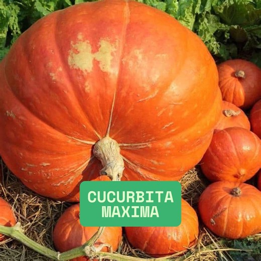 Turks Turban Squash, Cucurbita Maxima Seeds Unique, Nutritious, Easy to Grow - Etsy