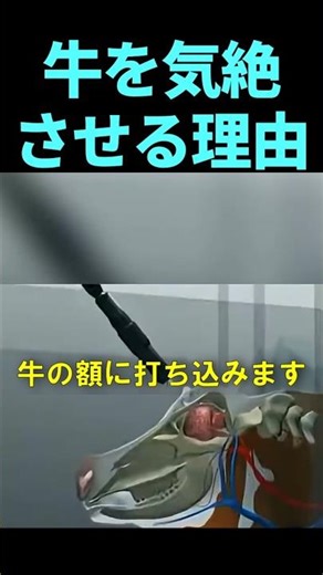 Why shoot a bolt gun into a cow's head?