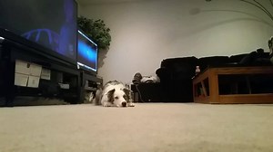 Communicating with Biscuit without voice cues... just hand signals 🤣 | Mr Biscuit