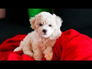 Havanese Behavior Challenges: Barking, Anxiety, and More