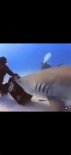 Get rotated idiot #shark