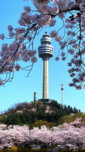 Daegu Cherry Blossom Spring in Korea