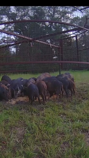 Slade Hog Control with a huge 29 hog catch today! Now THAT’S how you do it🤙🏼 #hogeye #hogeyecamera #hog #fyp #hunting #hogtrapping