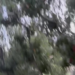 11K views · 99 reactions | Palisade Colorado Peaches live in action at the farm today. Truck delivery schedule link: https://www.myfruittruck.com/schedule | The Fruit Truck | Facebook