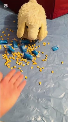 Bellwether 🐑 #satisfying