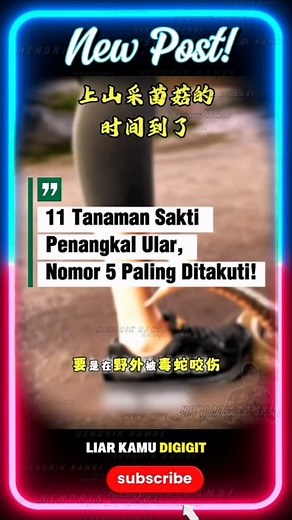 1.1M views · 19K reactions | 11 tanaman yang mampu obati bisa ular dan bahkan mengusir ular jauh dari habitatnya, tanaman mana yang kamu tau #info #infounik #faktaunik | Hendrik Rambe | Facebook