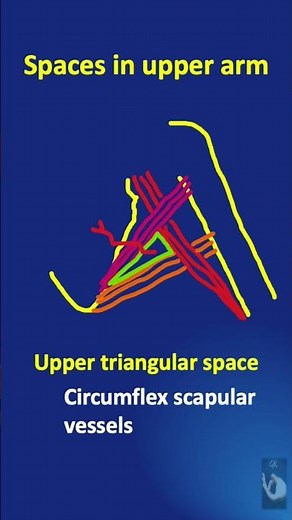 Shorts #49: The important spaces in the upper arm - their boundaries and contents - in a minute!