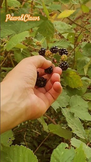 Picking Black Raspberries at Home