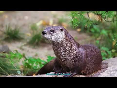 Cri de la loutre - le sifflement, le grognement