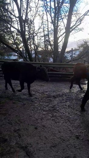 📅 Thursday 4th December- Store Cattle ➡️7️⃣0️⃣0️⃣ CATTLE ➡️ 32 Barren Cows ➡️ 48 Feeding Bulls ➡️ 42 Breeding Cattle ➡️ 570 Store Cattle 🔸️Included in this week's sale is the Genuine Dispersal from T Davies and Son, Beili Bog, Bwlch-Y-Sarnau 🔸️ A run of Farming In-calf predominantly Stabiliser x Cows PD in calf to a Stabiliser Bull, the Cows would be mainly 3rd to 6th Calvers, a few Galloway x Cows - 8 Cows with Calves a foot. 🔸️ These Cattle are Organic 🔸️ Lots 49-57 Cows and Calves 🔸️ Lo