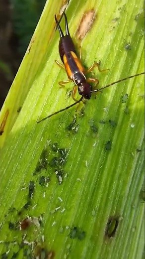 #Earwig Eating Aphid #Dermaptera #Biocontrol