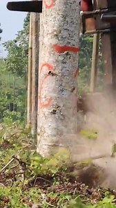 1M views · 18K reactions | Este es el árbol más ligero del mundo | Earth Tech | Facebook