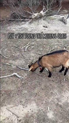 Lost and Found: Epic Journey Reuniting with Missing Goats #GoatRescue #FarmLife