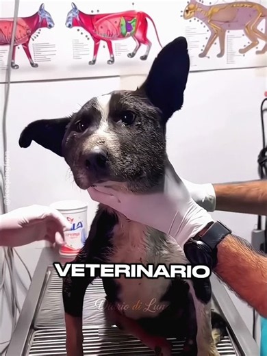 🐶✨ A Mercedes that gave him his life back