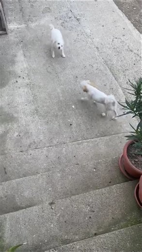 Double Trouble! Two Little White Dogs at Play 😆🐶 #Shorts