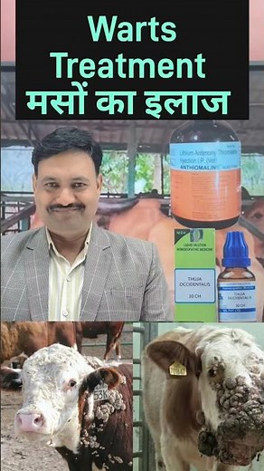 warts in cattle treatment