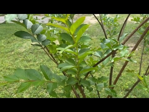 100% Pure Neem Oil, 100% Cold Pressed and Unrefined