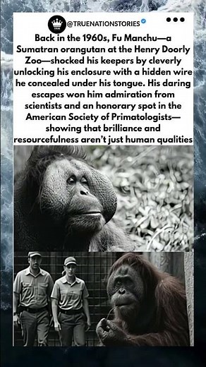 FU MANCHU THE CLEVER ORANGUTAN WHO OUTSMARTED HIS KEEPERS