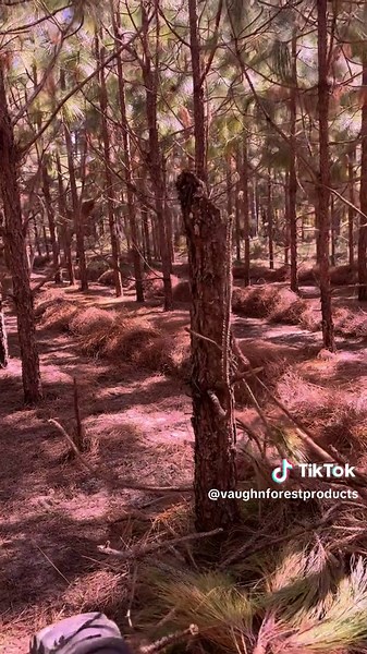 Got a lot to condition when you have twelve rakes in the field. Conditoning removes any dirt and debris. We take pride in providing our customers with the best straw on the market and this is how it is done!#georgiapinestraw #pinestraw #treefarmer