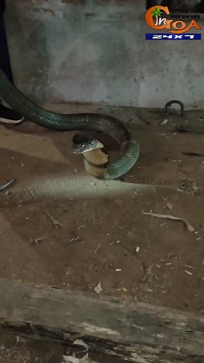 Massive King Cobra rescued from a cowshed of Mahendra Gaonkar (Shivde Sacorda, Goa) by Madhuraj Naik #Snake #KingCobra #Cobra #SnakeRescue | In Goa 24x7
