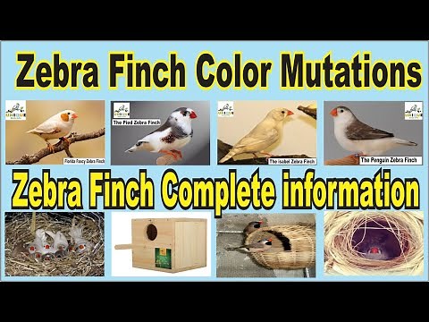 Zebra Finch Color Mutations and Complete Health-Breeding information