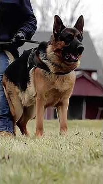 German Shepherd Jump and Sit Mastery #dogtraining #k9 #shorts