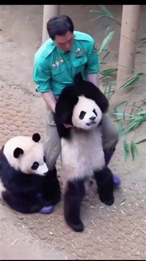 Funny Panda Refuses to Let Keeper Leave