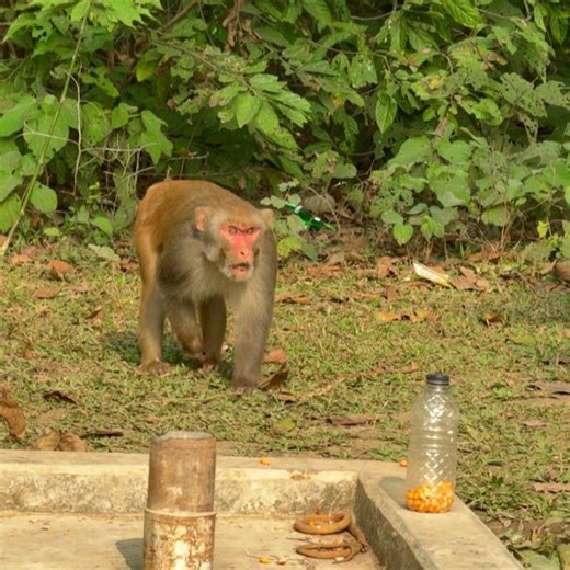 Monkey Kingdom on Instagram: "What happened to the Monkey King? 😆 . . . . . . . #monkeykingdom #funnyanimals #wildlife"