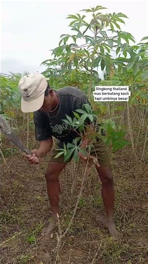 Thai cassava has a small stem but large tubers #Indonesianfarmers #CassavaFarmers