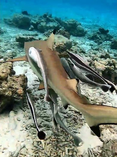 The shark and remora relationship benefits both species.