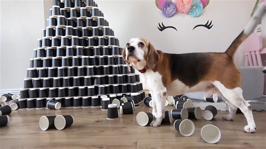 Beagles lose their minds over towering stacks of cups
