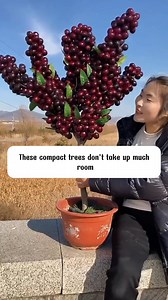 Grow dwarf cherry in your balcony | SRK