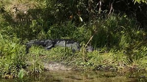 The Terrible Crocodile That Dominated the Age of Dinosaurs