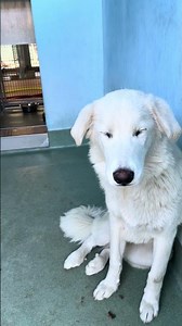 NEW A5760541 Gloria | Labrador Retriever Mix