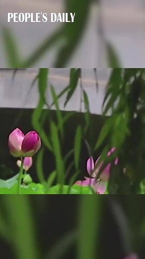 8K views · 1.2K reactions | The famous and rare Bingdi lotus, a lotus that carries 2 flowers on one flower stalk, in Xuanwu lake of E China's Nanjing, has gone missing on Sunday. It turns out that a tourist picked the precious flower as a souvenir. He was fined for his reckless behavior. | People's Daily, China | Facebook