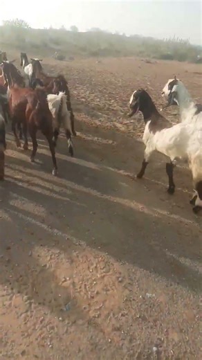 Beutifull Group of Goatees thar #foryou #animals #whitegoat #goat #viralvideo‪@GoatStoriesES‬