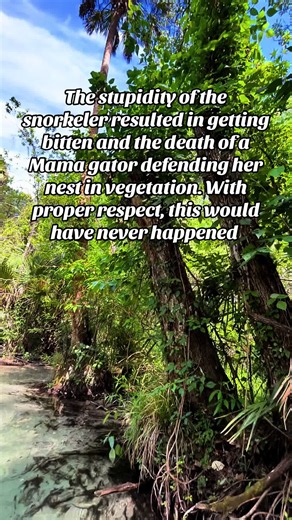 Snorkeler Bitten After Harassing Nesting Mama Alligator — Florida Incident