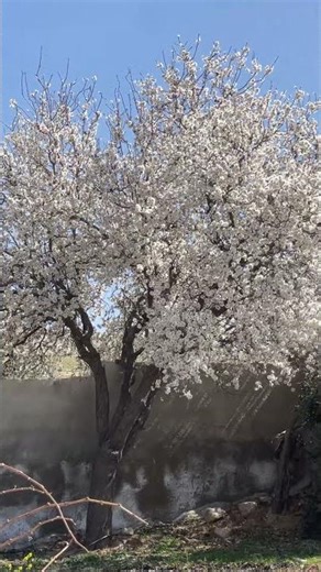 Spring Nature Sounds #relaxingsounds #reels #relaxing