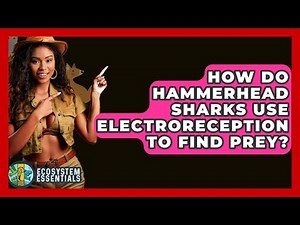 How Do Hammerhead Sharks Use Electroreception To Find Prey? - Ecosystem Essentials