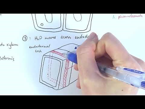 AS Biology - Water transport in plants (OCR A Chapter 9.2)