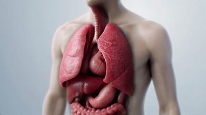 Realistic 3d Animation Human Lungs Breathing Stock Footage Video (100% Royalty-free) 3887798121 | Shutterstock