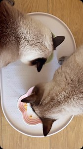 505 reactions · 18 comments | I love watching these kind of videos so here is ours of what Dobby & Boba like to eat 﫶 as you can see Dobby is super greedy and loves to keep switching plates  big @thrivepetfoods fans though ❤️ | Thatcatdobby | Facebook