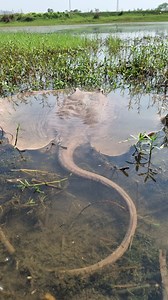 Unbelievable technique catching big stuck stingray fish #fish #reels #fishing #video | Discovery Site