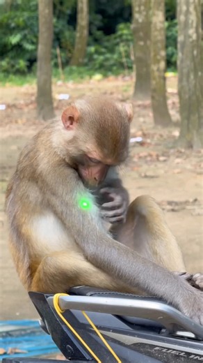🥰#Funny Monkey video