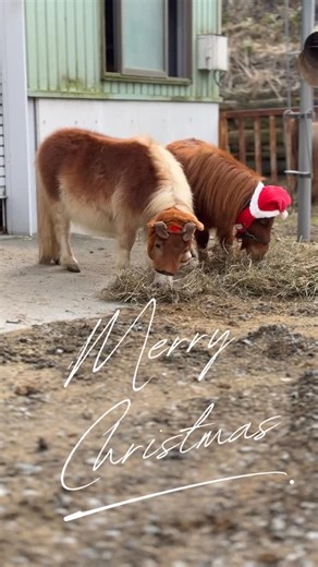 falabella farm on Instagram: "#miniaturehorse #minihorse #falabella #falabellafarm #horse #pony #goat #horstagram #pasture #grazing #duallife #jraequestrianpark #ミニチュアホース #ファラベラ #ファラベラファーム #馬 #ポニー #ヤギ #馬スタグラム #ホースセラピー #癒し #牧場 #馬好き #馬好きさんと繋がりたい #田舎暮らし #2拠点生活 #馬事公苑 #クリスマス"