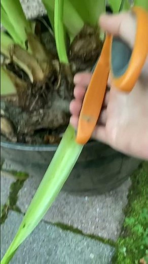 How To Prune Elephant Ears